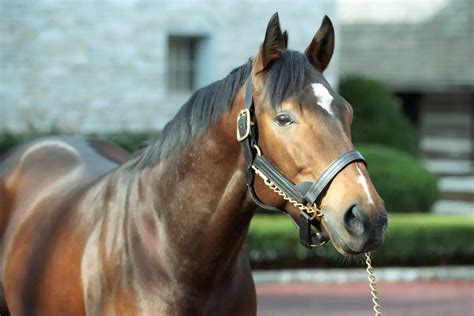 Bay Horses 101 (Genetics, Shades of Bay, Breeds & FAQ)