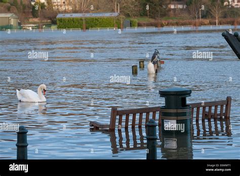 Severe flooding in Henley after heavy rainfall caused the River Thames water levels to rise ...