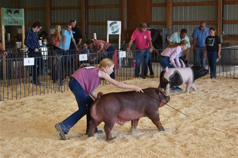 No one exhibitor hogs the spotlight at swine show | News, Sports, Jobs ...