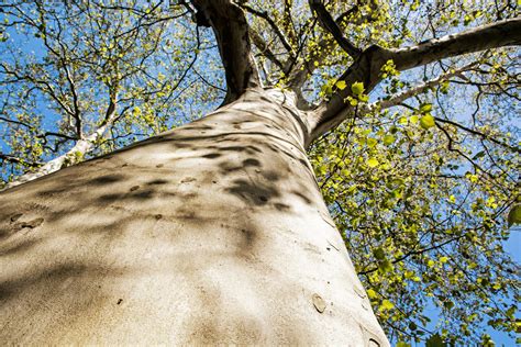 Massive American sycamore tree, seasonal natural scene - Indiana Connection