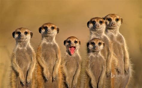 HD wallpaper: Salute animals-Bing theme wallpaper, meerkats, group of ...