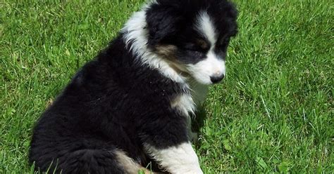 Dog Wallpaper: Black Australian Shepherd Puppies high quality wallpaper