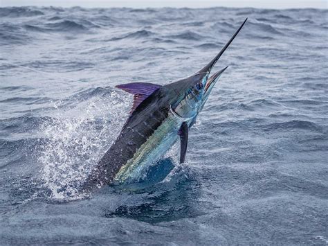 Post-Release Billfish Recovery | Marlin