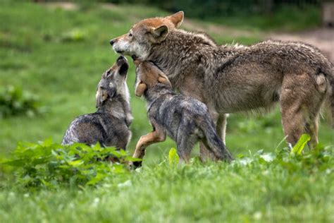 She-Wolf 이미지 – 찾아보기 297,566 스톡 사진, 벡터 및 비디오 | Adobe Stock