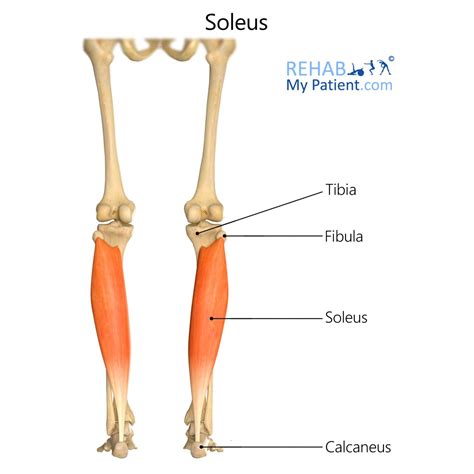 Soleus | Rehab My Patient