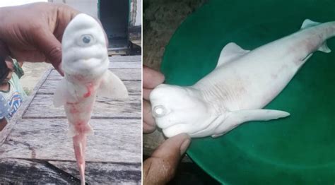 Creepy-cute albino "sea cyclops" shark found by stunned fishermen