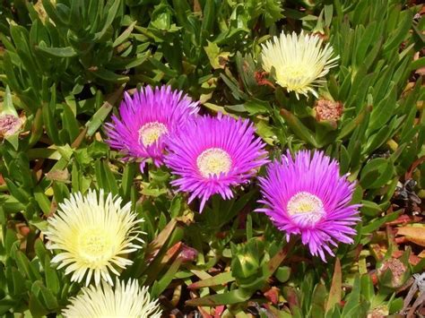 Carpobrotus edulis Profile – California Invasive Plant Council