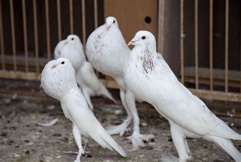 12 Most Bizarre Fancy Pigeon Breeds