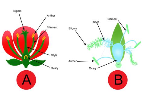 Wind pollination vs. Insect pollination Diagram | Quizlet