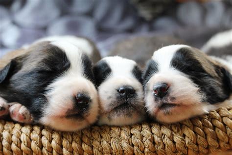 How Much Sleep Do Kittens and Puppies Need?