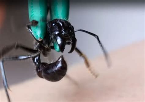 Video: Coyote Peterson Takes the Sting of a Bullet Ant | OutdoorHub