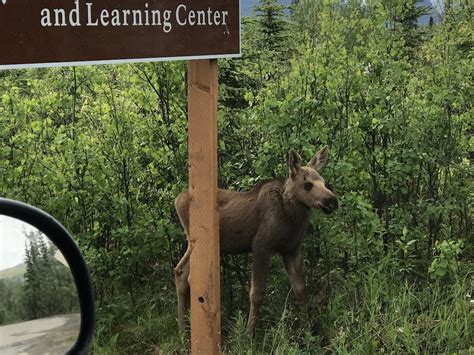 Things to do in Denali National Park | Denali Riverside Cabins