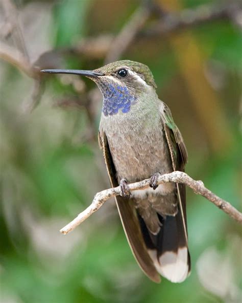 Blue-throated Hummingbird - eBirdr