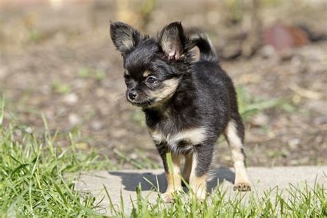 What Are Rare Chihuahua Colors? | Cuteness