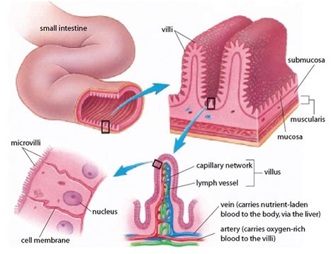 Lactase enzyme function, source, lactase deficiency and treatment