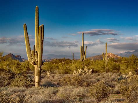 Heiße Arizona von Glatzkopf gevögelt – Telegraph