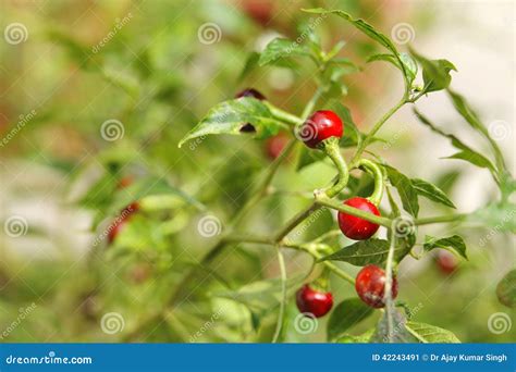 Round red chilly plant stock image. Image of jalapeno - 42243491