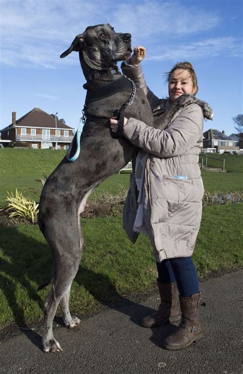 . Giant Dog Breeds, Giant Dogs, Large Dog Breeds, Great Dane Dogs, I ...