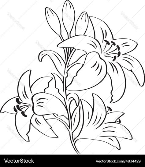 Lily flower Royalty Free Vector Image - VectorStock