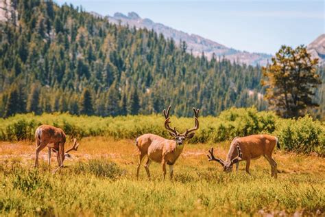 31 Things To Do In Yosemite National Park (Ultimate Bucket List)