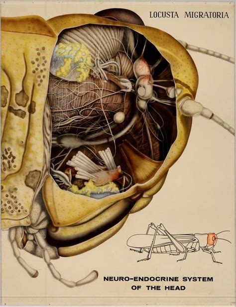 via Nerdcore Science Illustration, Medical Illustration, Botanical ...