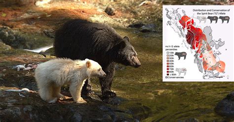 Study: Spatial patterns and rarity of the white-phased ‘Spirit bear’ allele reveal gaps in ...