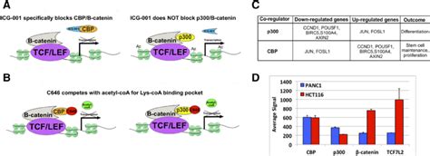 Targeting the WNT pathway using epigenetic inhibitors. WNT signaling ...