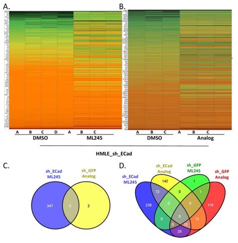 Figure 6, Heat Map Comparisons of Differential Gene Expression by ML245 and CID50904149 - Probe ...