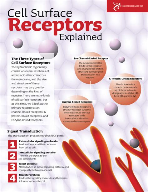 Cell Surface Receptors Explained - Modern Biology, Inc.