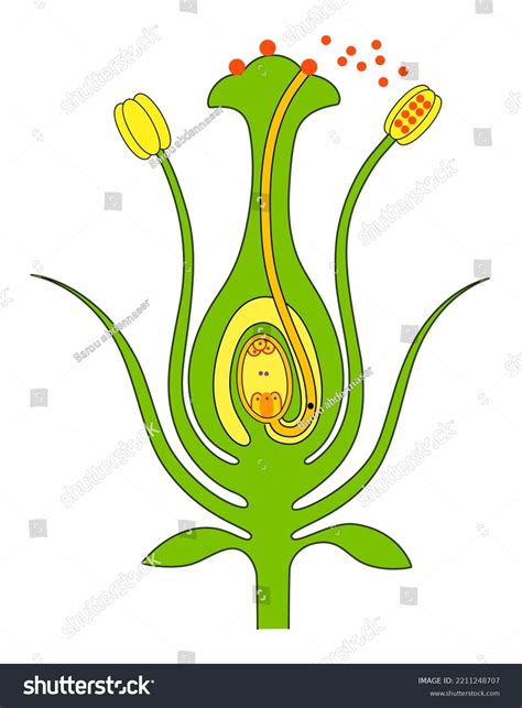 Pollination Fertilization Double Fertilization Plants Reproduction Stock Illustration 2211248707 ...