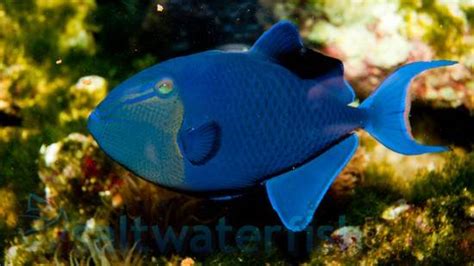 Niger Trigger, Size 2.25 - 4.25 inches For Sale (Odonus niger). TOP Care facts. Reefs4Less.com