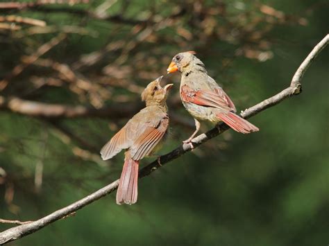 Cardinal Nesting (Behavior, Eggs, Location + FAQs) | Birdfact