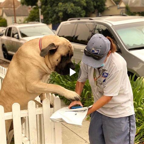 /1. Every day, Goose, a 180-pound Pitbull, stands beside the family fence eagerly waiting for ...