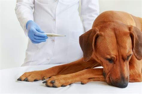 Heat Rash on Dogs: Signs and Treatment | Great Pet Care