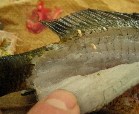 Parasites Found In Fish