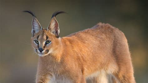 A caracal stares to the left as it walks | Caracal cat, Caracal, Types of cats breeds