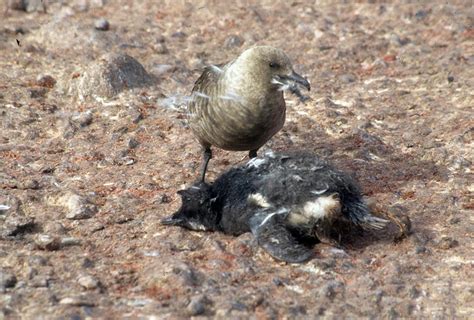 South Polar Skua - Stercorarius maccormicki - NatureWorks