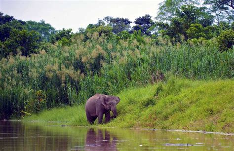 Enforcement key to protecting Sabah wildlife | The Star