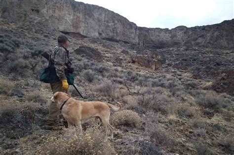 Chukar Hunting Handbook - Gun Dog