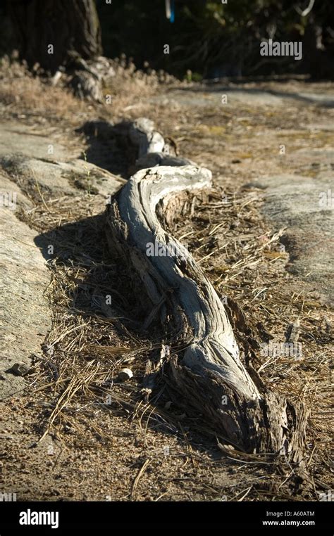 Stick that looks like a snake Stock Photo - Alamy