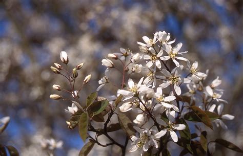 Autumn Brilliance Serviceberry - Glover Nursery