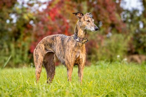 22 Whippet Mixed Breeds: Info, Pictures, History & More – Dogster