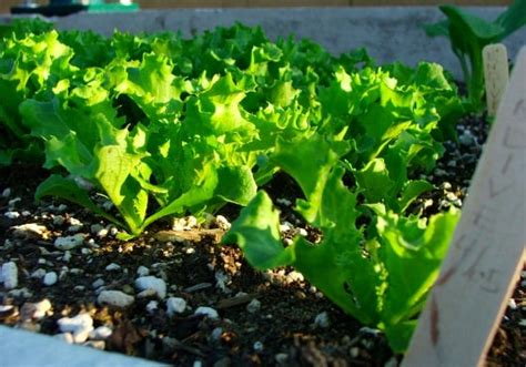 How to Grow Endive Vegetables in Your Garden