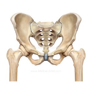 Hip Surgery Illustrations | Pelvis & Hip Anatomy | Medical Illustrations