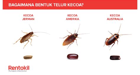 All About Cockroach Eggs - Rentokil Indonesia