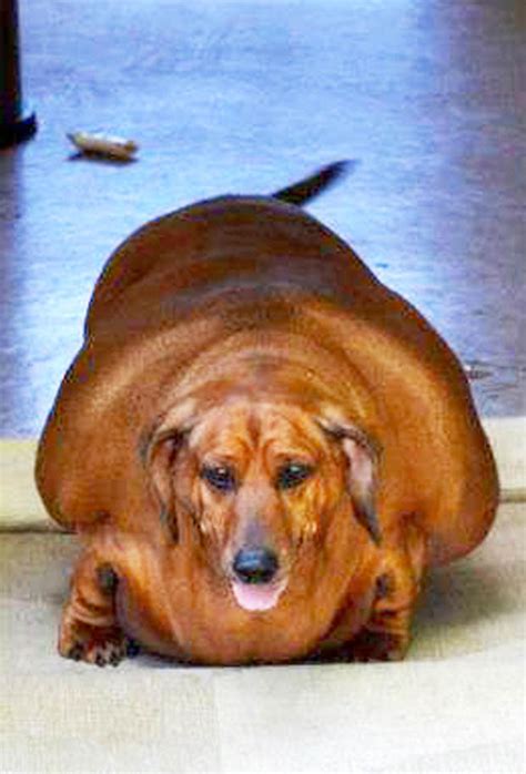 World's Fattest Sausage Dog sheds the pounds and releases animal weight loss calendar | Daily Star