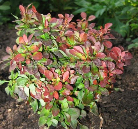 Barberry: Species and Varieties - Best Landscape Ideas