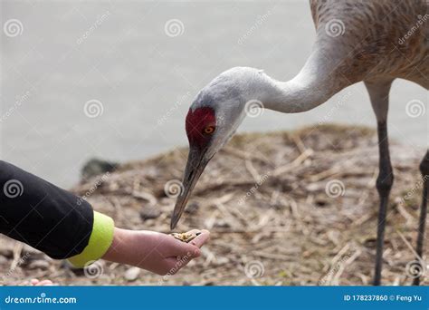 Feeding Sandhill Crane stock photo. Image of sandhill - 178237860