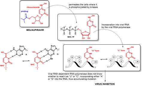 Molnupiravir - Santiago lab