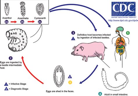 File:Macracanthorhynchus hirudinaceus life cycle.gif - Wikimedia Commons